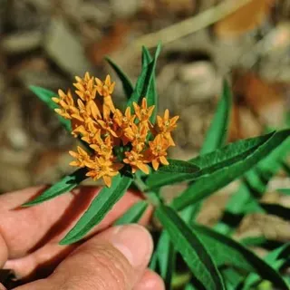 thumbnail for publication: Hummingbird Plants and Trees